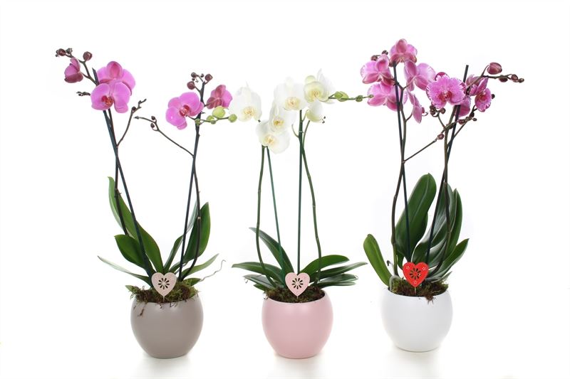 Phalaenopsis mix 55cm 12cm Pot