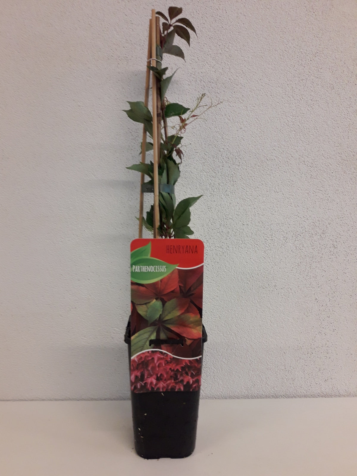 Parthenocissus henryana 60cm 14cm Pot