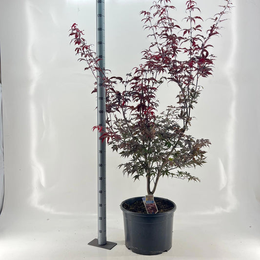 Acer Red Emperor 140cm 40cm Pot