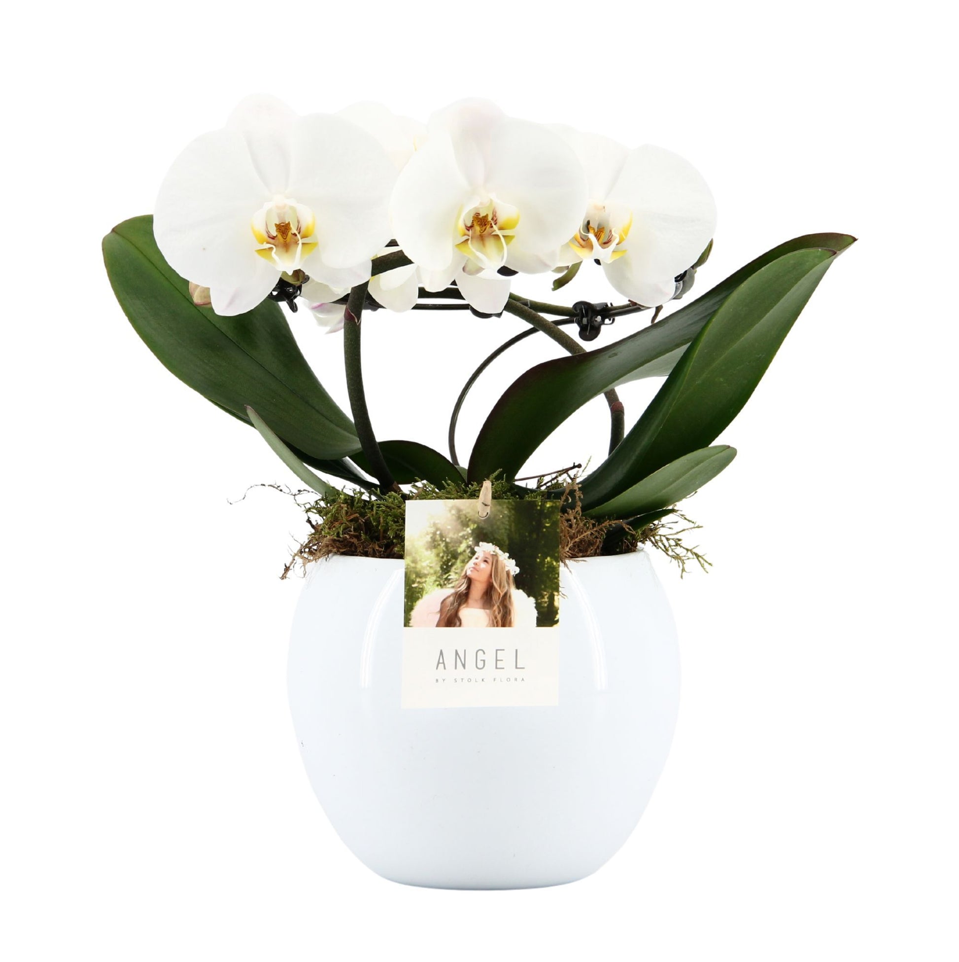 Phalaenopsis white Angel in Lisa pot 25cm 12cm Pot
