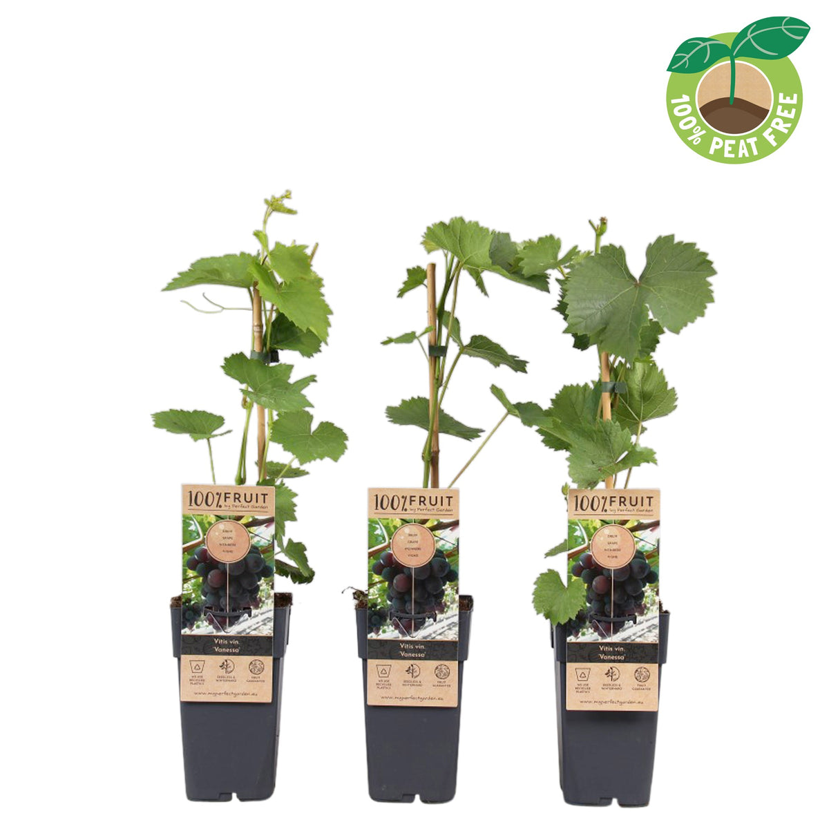 Vitis vin. Vanessa 50cm 15cm Pot