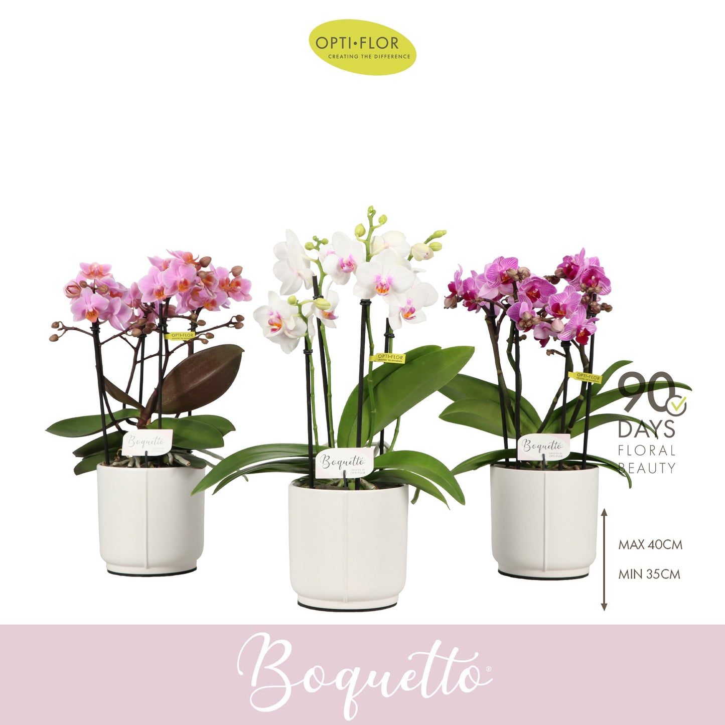 Phalaenopsis Boquetto mix Pinko 35cm 12cm Pot