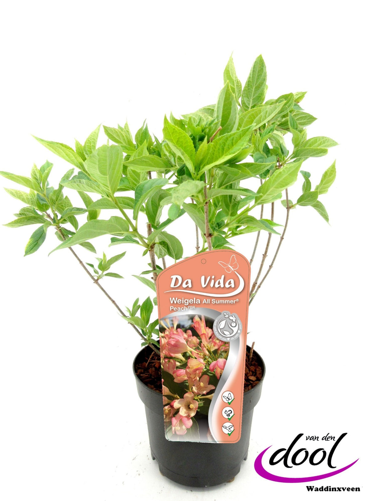 Weigela flor. All Summer Peach 35cm 19cm Pot
