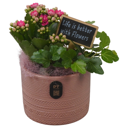 Indoor arrangement 19cm 10cm Pot