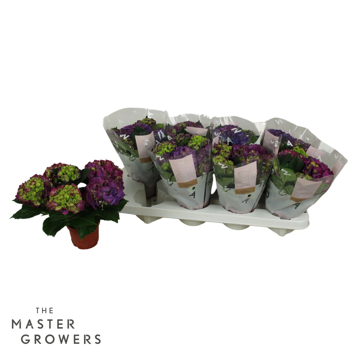 Hydrangea macrophylla Ningbo 22cm 10cm Pot