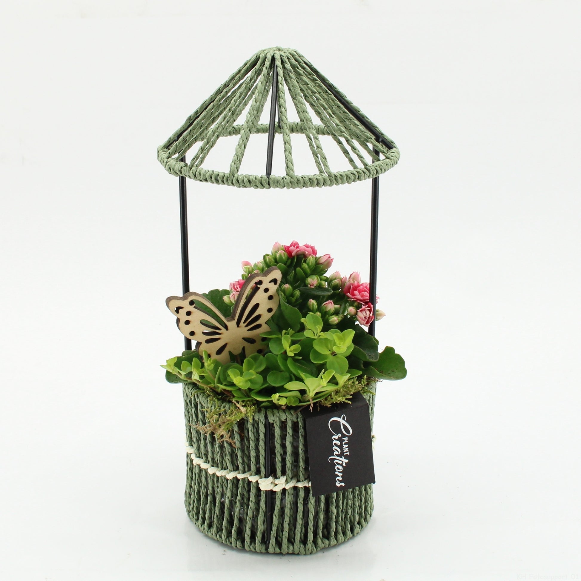 Indoor Flowering arrangement 30cm 12cm Pot