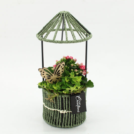 Indoor Flowering arrangement 30cm 12cm Pot