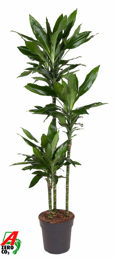 Dracaena fragrans Janet Lind 90-60-30 150cm 24cm Pot