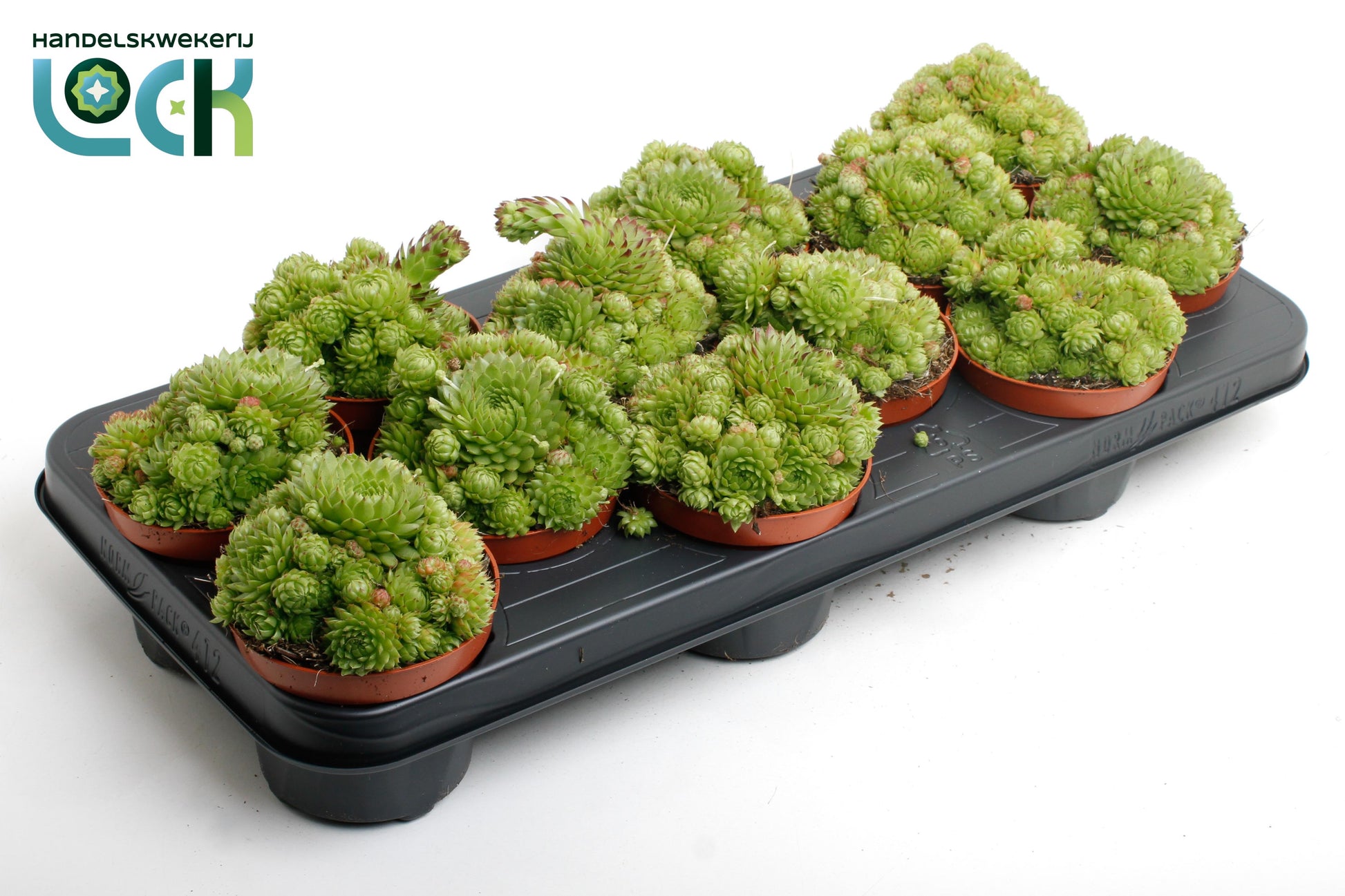 Sempervivum mix 10cm 510cm Pot