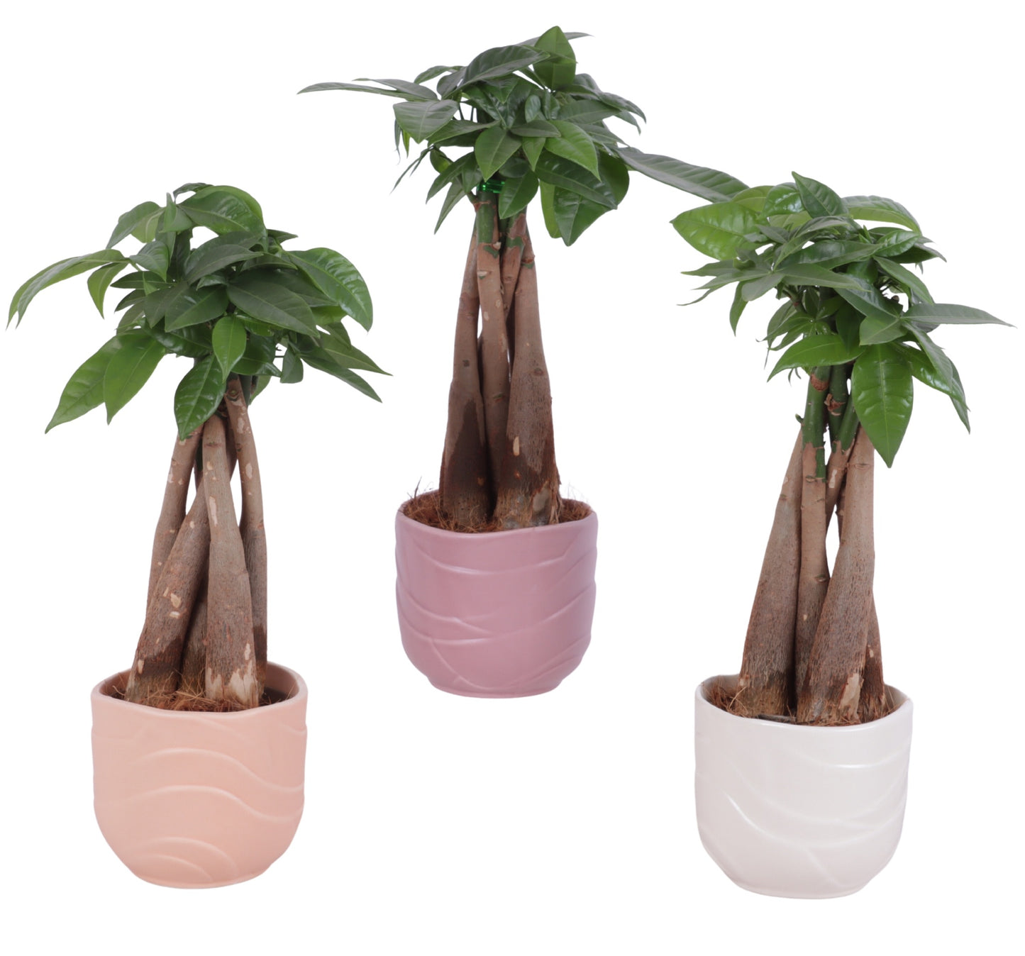 Pachira aquatica 30cm 10cm Pot