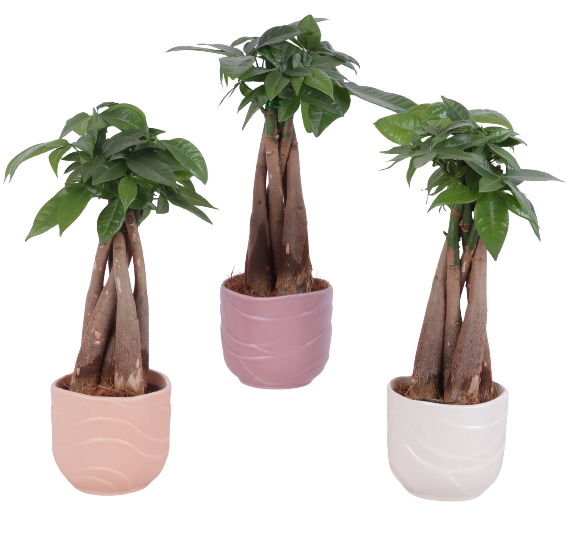 Pachira aquatica 30cm 10cm Pot