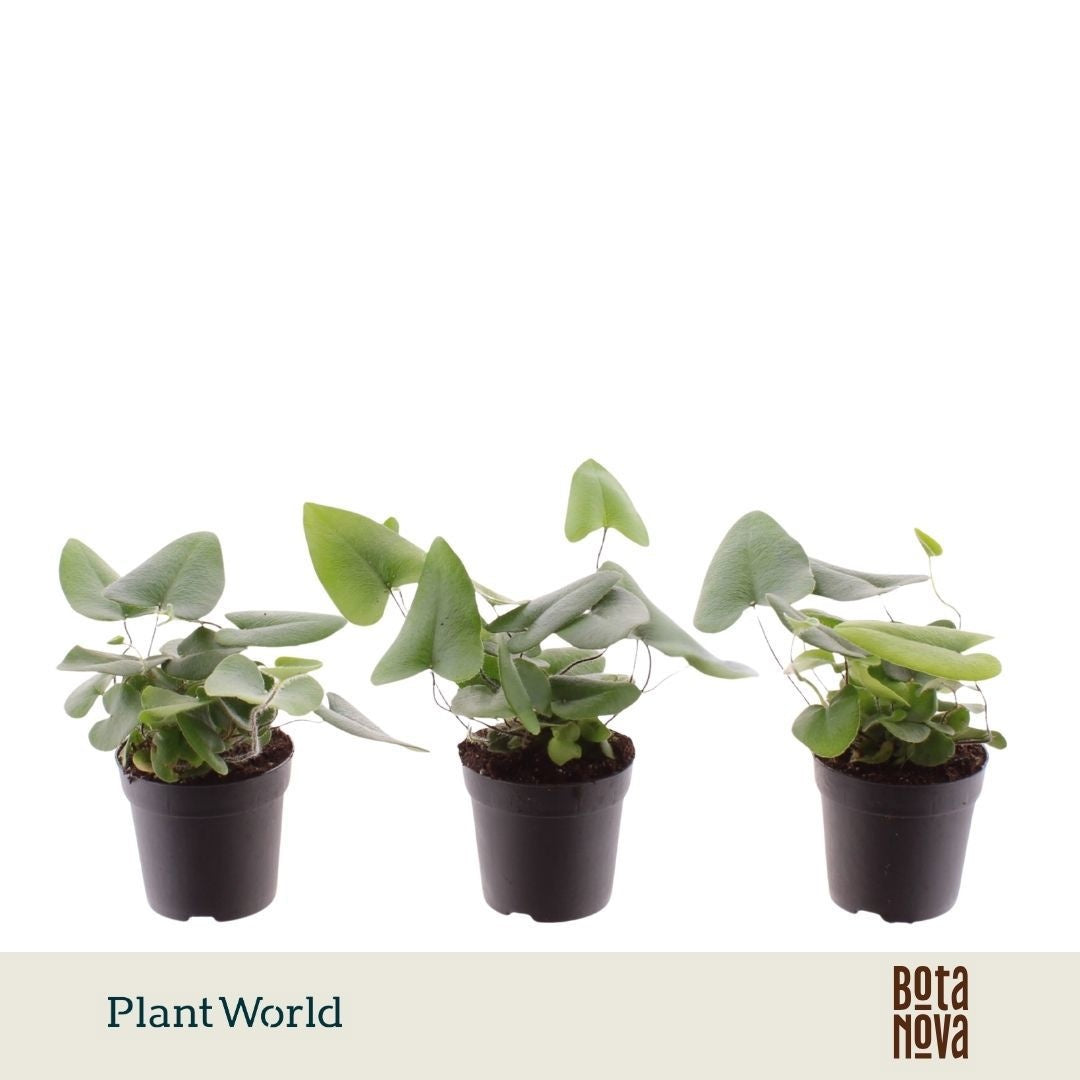 Hemionitis arifolia 15cm 7cm Pot