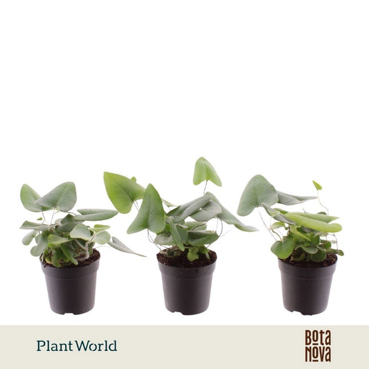 Hemionitis arifolia 15cm 7cm Pot
