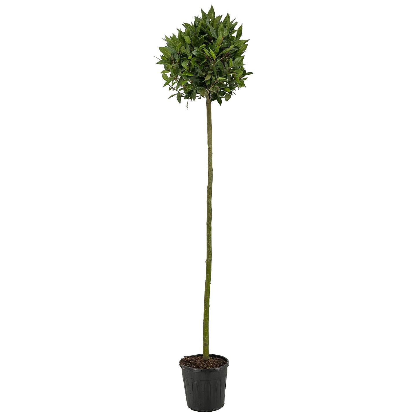 Laurus nobilis 190cm 25cm Pot