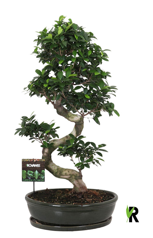 Ficus Ginseng 110cm 50cm Pot