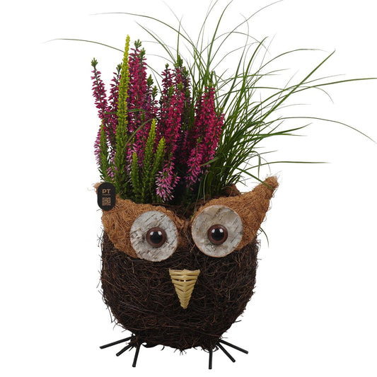 Outdoor arrangement 38cm 17cm Pot
