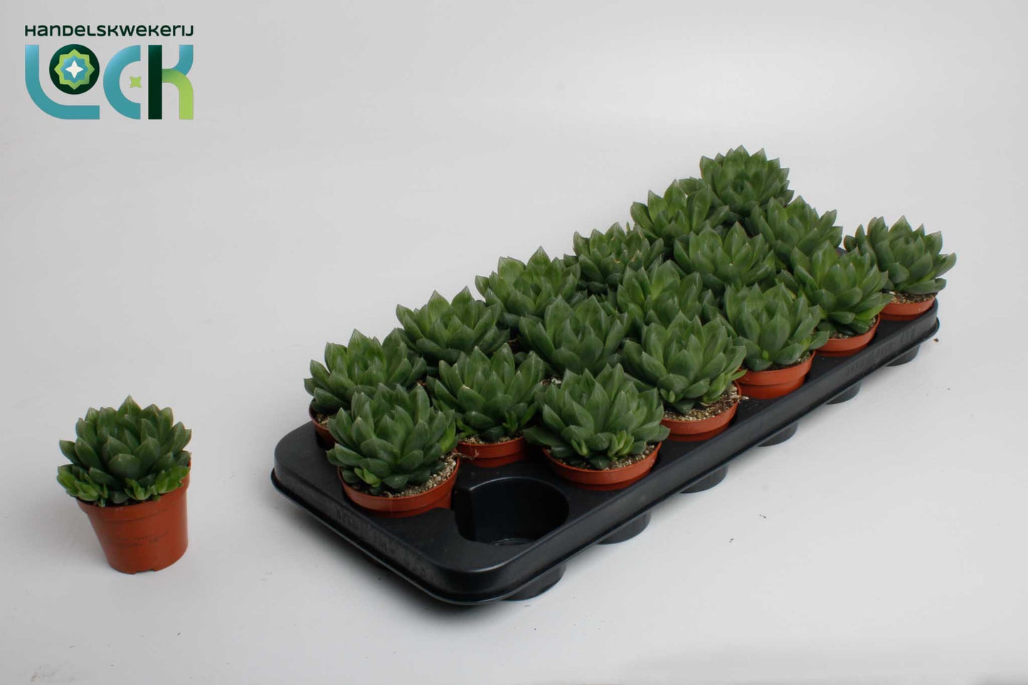 Haworthia cooperi 10cm 8.5cm Pot