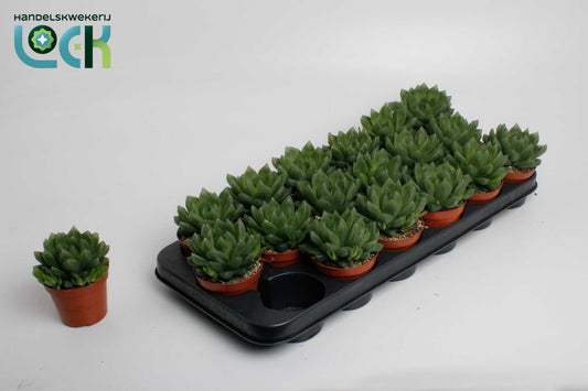 Haworthia cooperi 10cm 8.5cm Pot