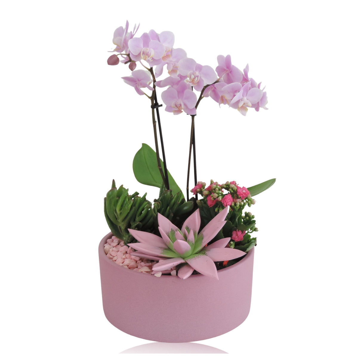 Phalaenopsis arrangement 22cm Pot