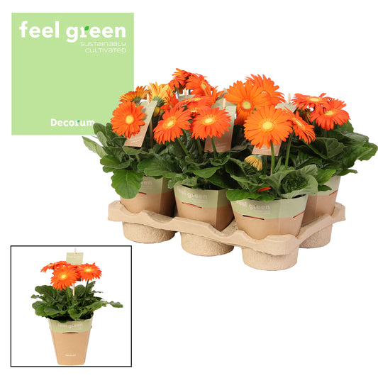 Gerbera Flori Line orange 20cm 12cm Pot