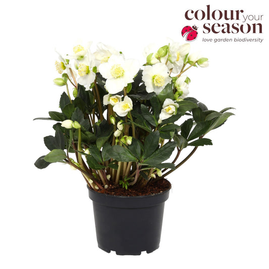 Helleborus niger 35cm 19cm Pot