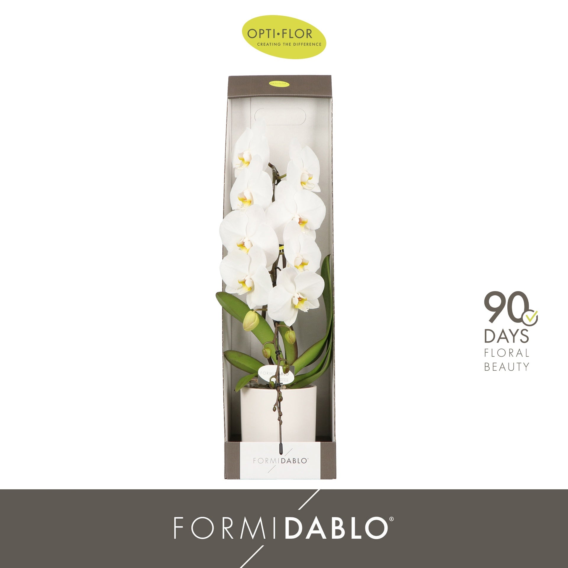 Phalaenopsis Formidablo white (+ drp.Lazio) 70cm 12cm Pot