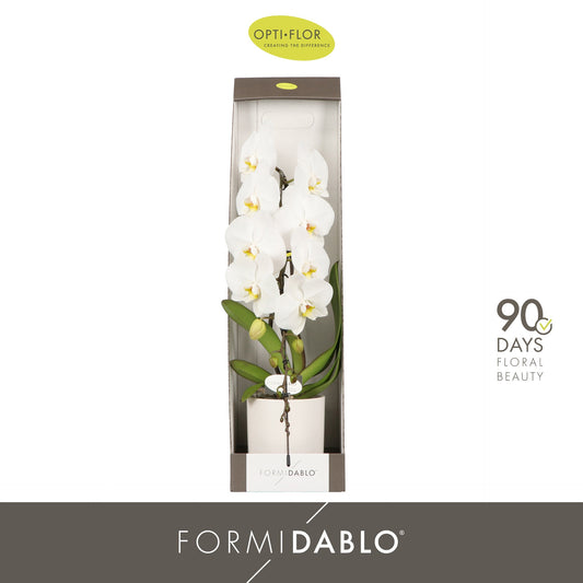 Phalaenopsis Formidablo white (+ drp.Lazio) 70cm 12cm Pot