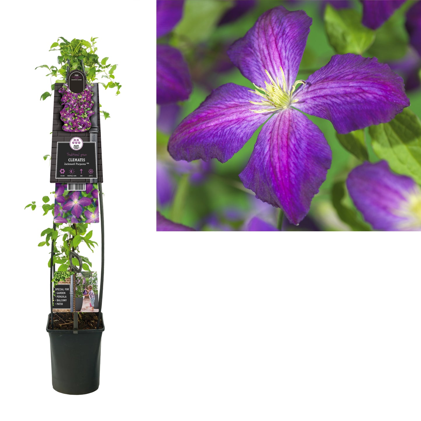 Starre BV, van der Clematis So Many Purple Flowers Pack of 4