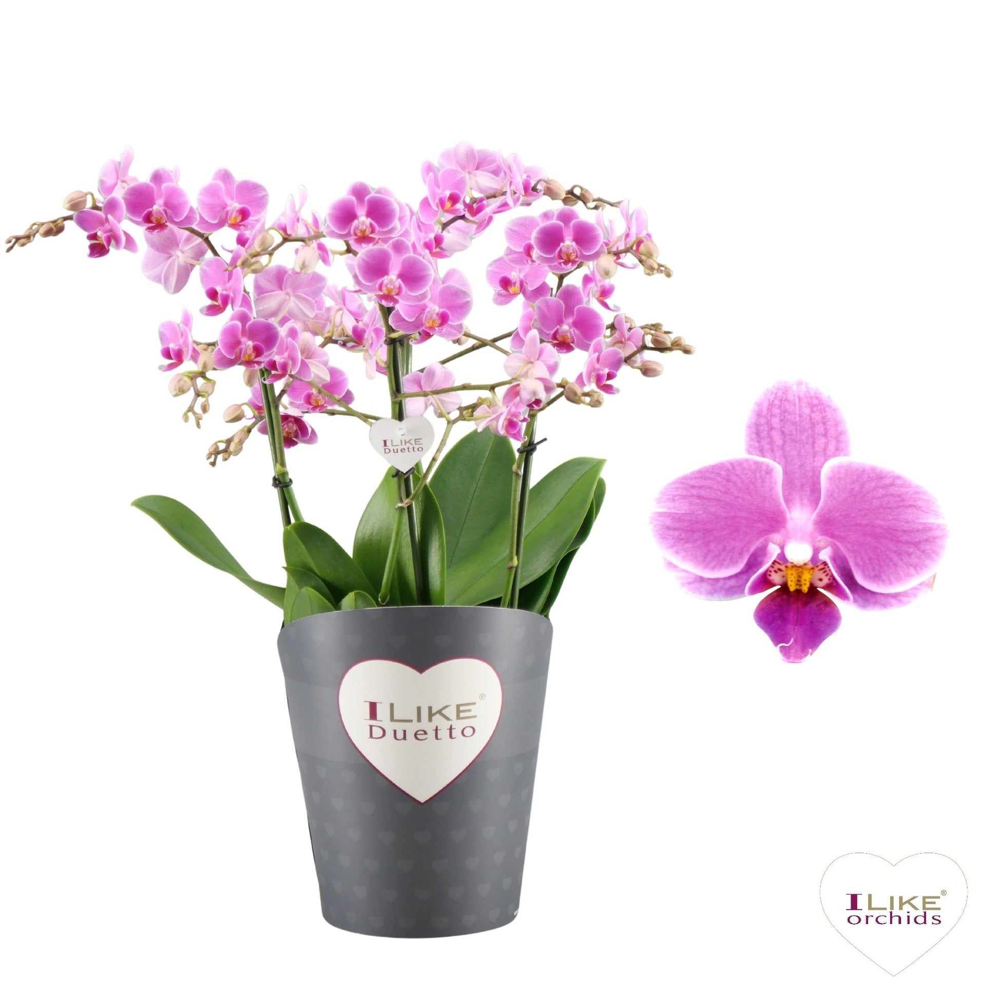 Phalaenopsis pink 50cm 17cm Pot