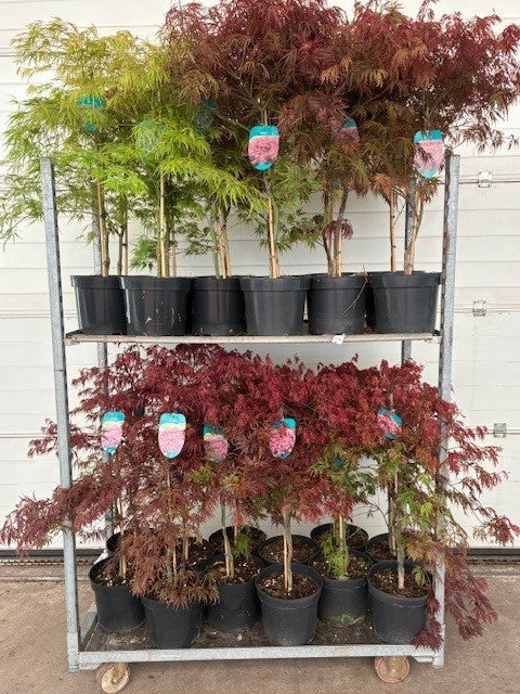Acer palmatum mix 100cm 26cm Pot