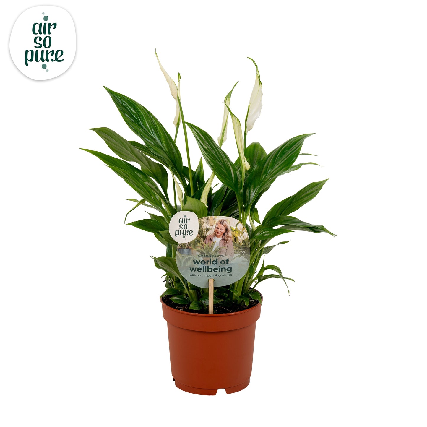 Spathiphyllum Bellini 40cm 13cm Pot