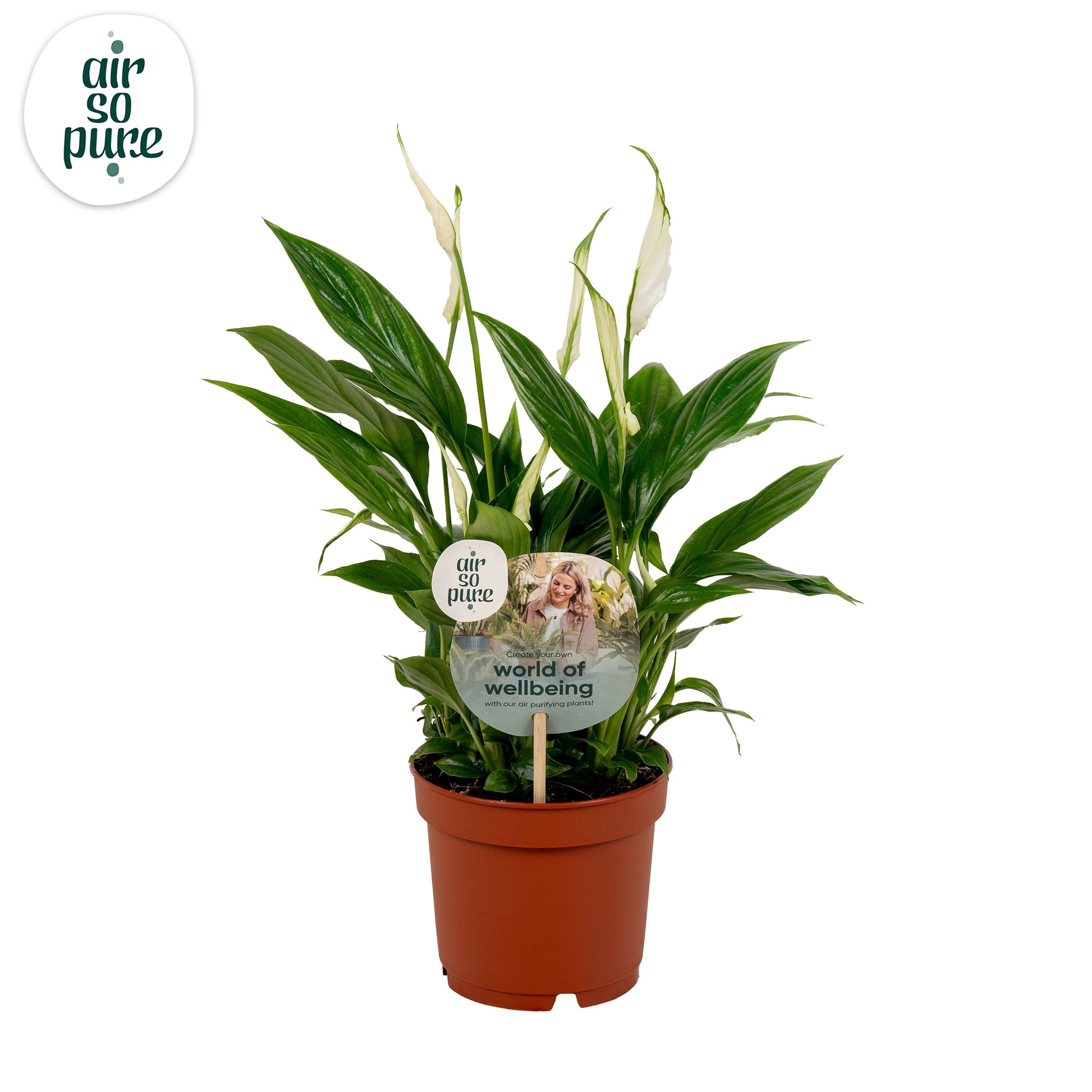 Spathiphyllum Bellini 40cm 13cm Pot