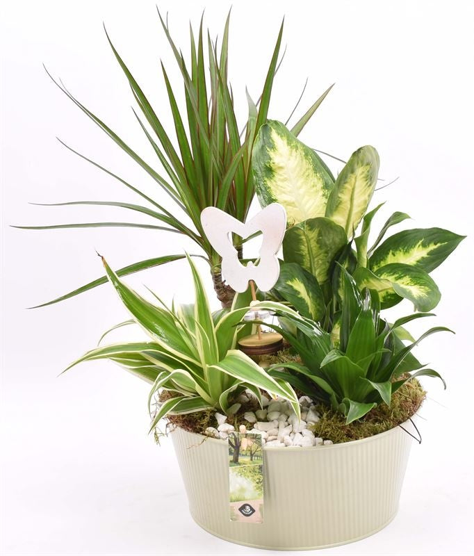 Indoor arrangement 25cm Pot