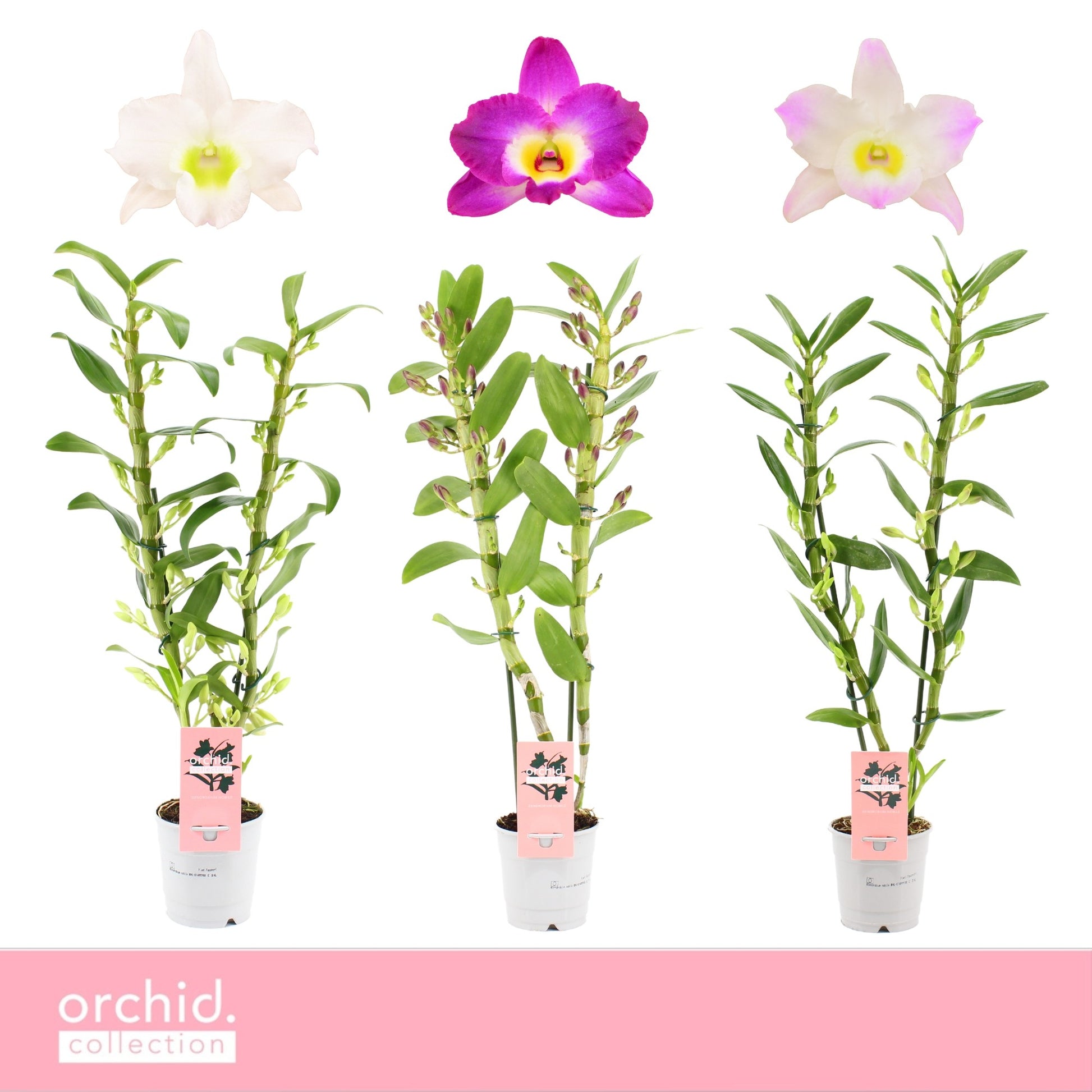 Dendrobium nobile mix 65cm 12cm Pot