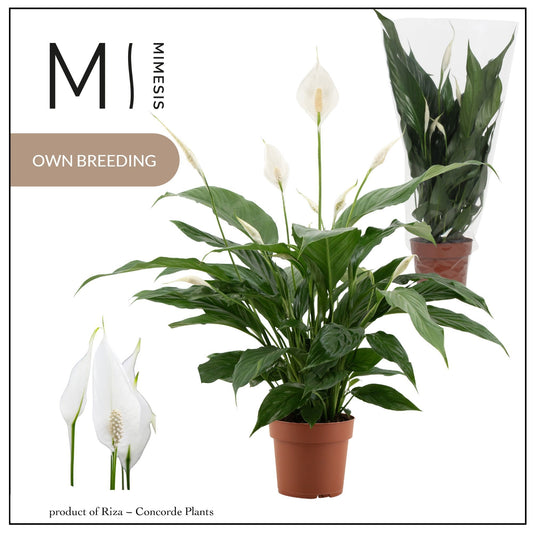 Spathiphyllum Sweet Benito 55cm 13cm Pot