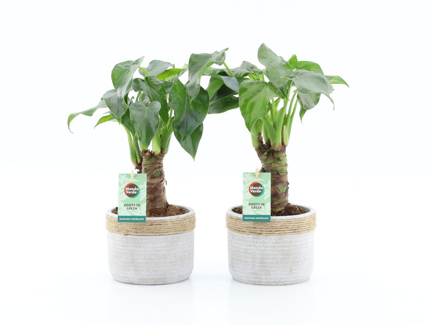 Alocasia cucullata 50cm 13cm Pot