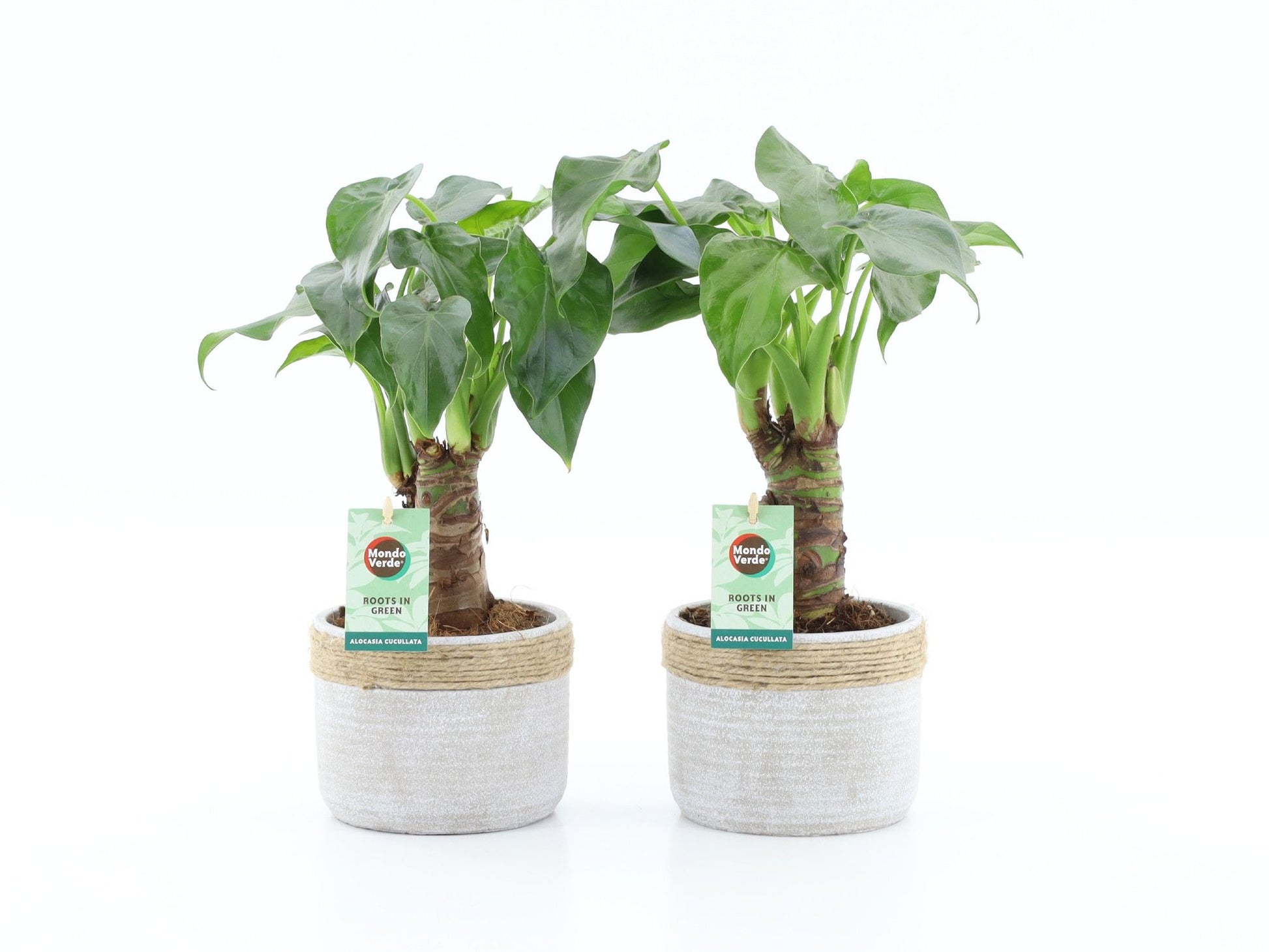 Alocasia cucullata 50cm 13cm Pot