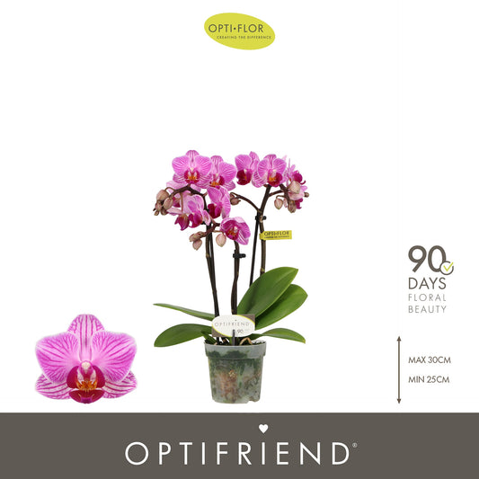 Phalaenopsis Purple 25cm 7cm Pot