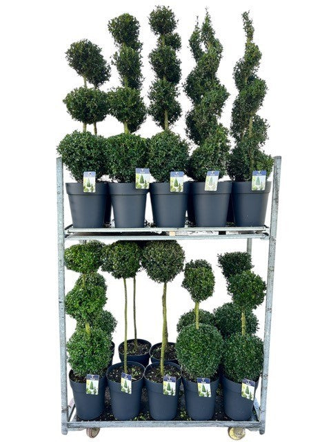 Buxus sempervirens ball 100cm 29cm Pot