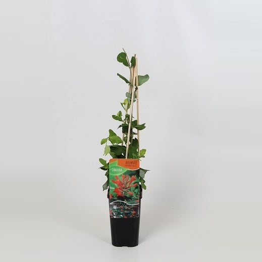 Lonicera Dropmore Scarlet 60cm 14cm Pot