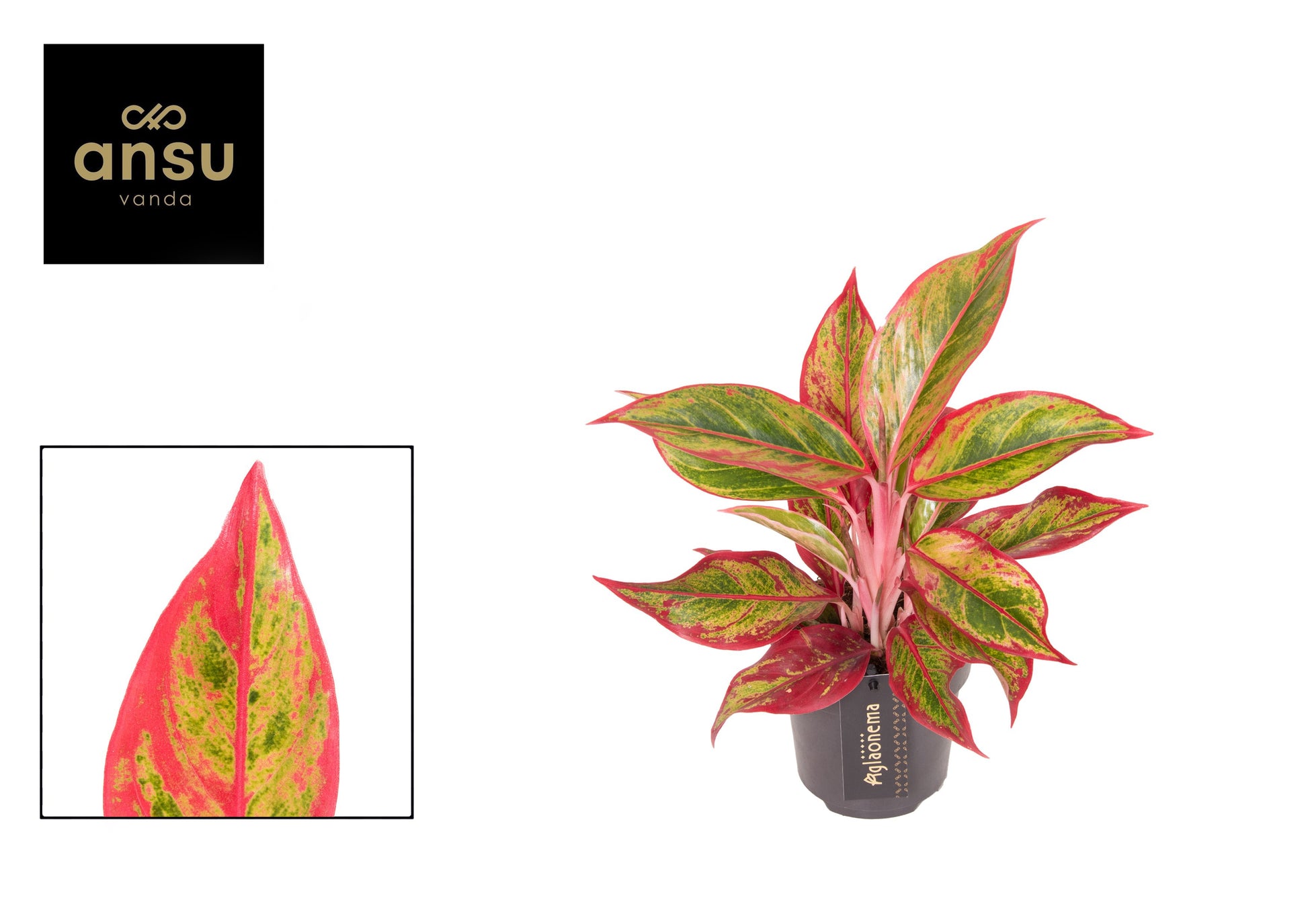 Aglaonema Hybrid 40cm 12cm Pot