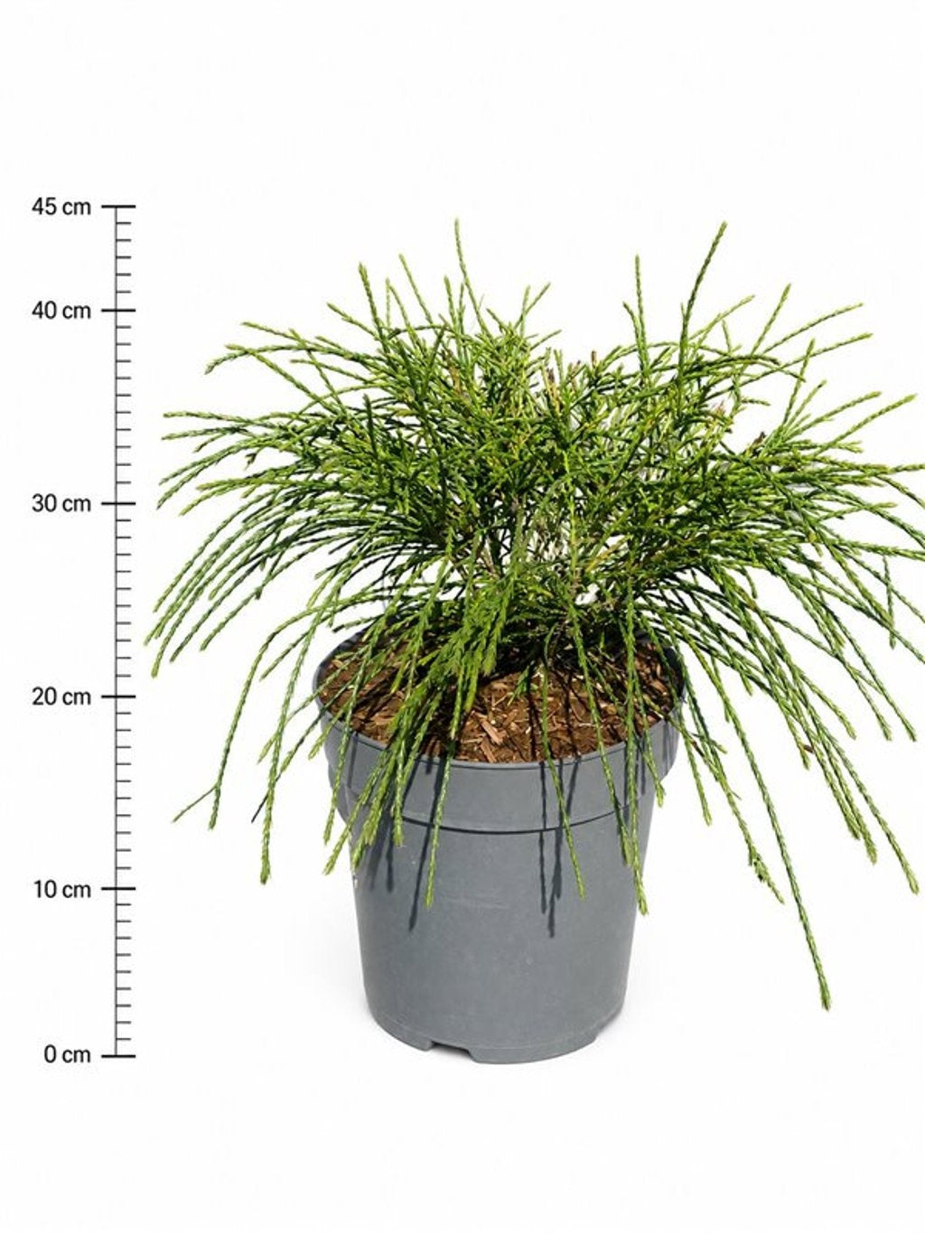Thuja plicata Whipecord 45cm 26cm Pot