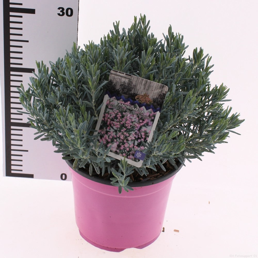 Andromeda polifolia 20cm 19cm Pot