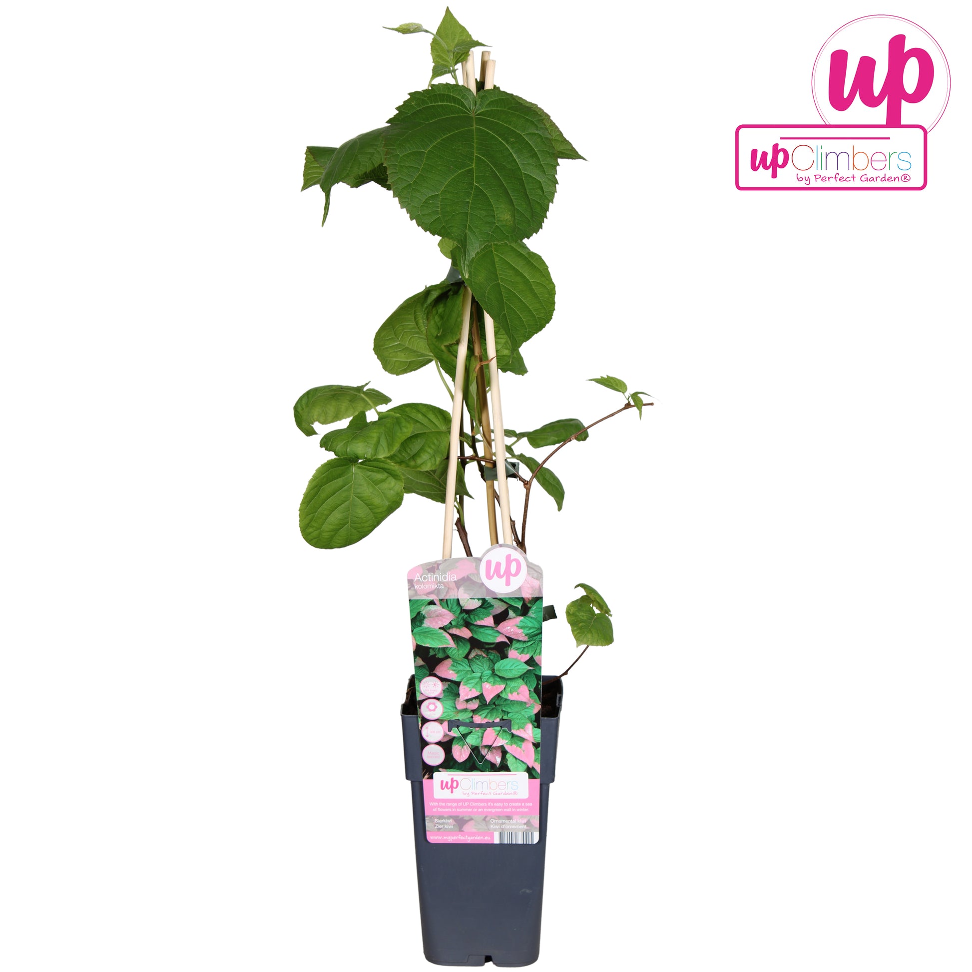 Actinidia kolomikta 65cm 15cm Pot