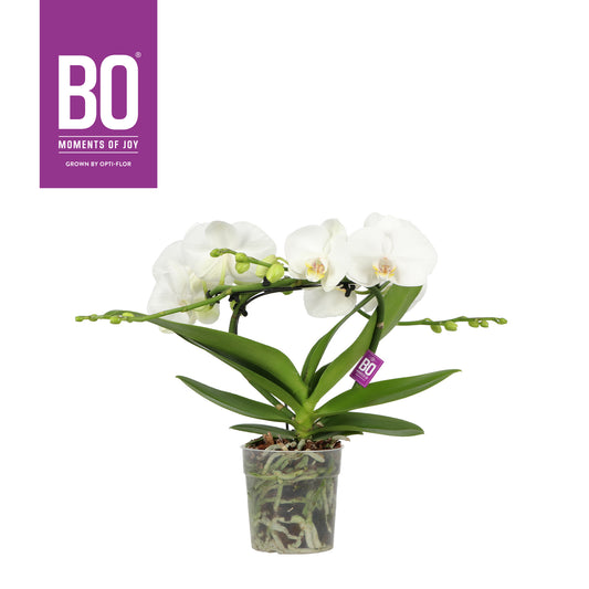 Phalaenopsis white 50cm 12cm Pot