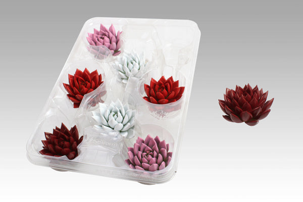 Echeveria Miranda 5cm 999cm Pot