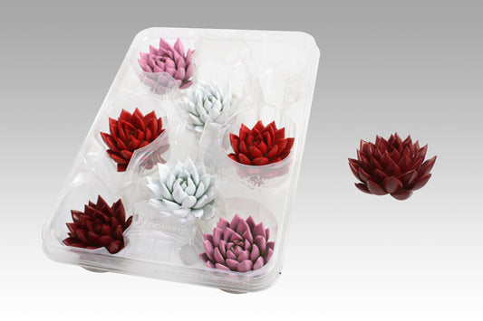 Echeveria Love mix 5cm 999cm Pot