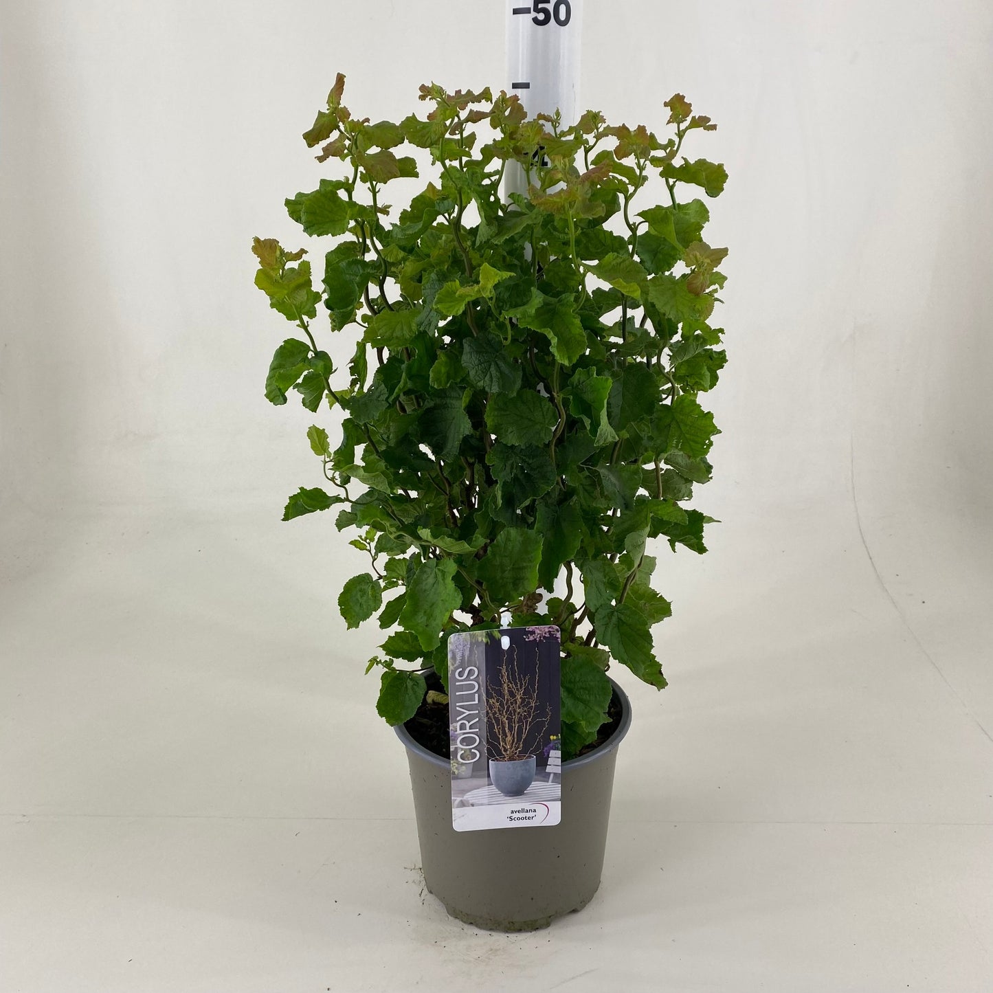 Leon van Lint B.V. Corylus ave. 'Scooter' Pack of 1