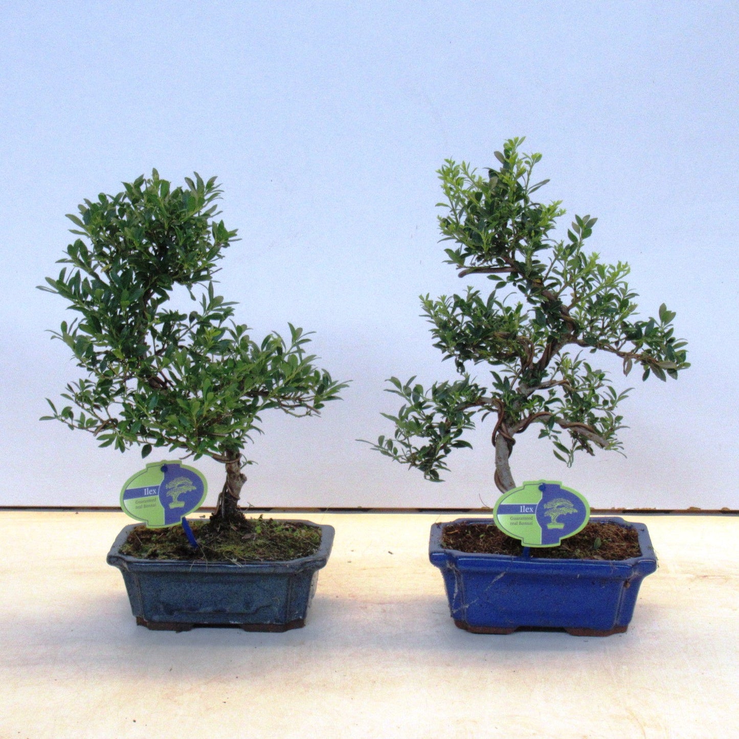 Ilex crenata 35cm 19cm Pot