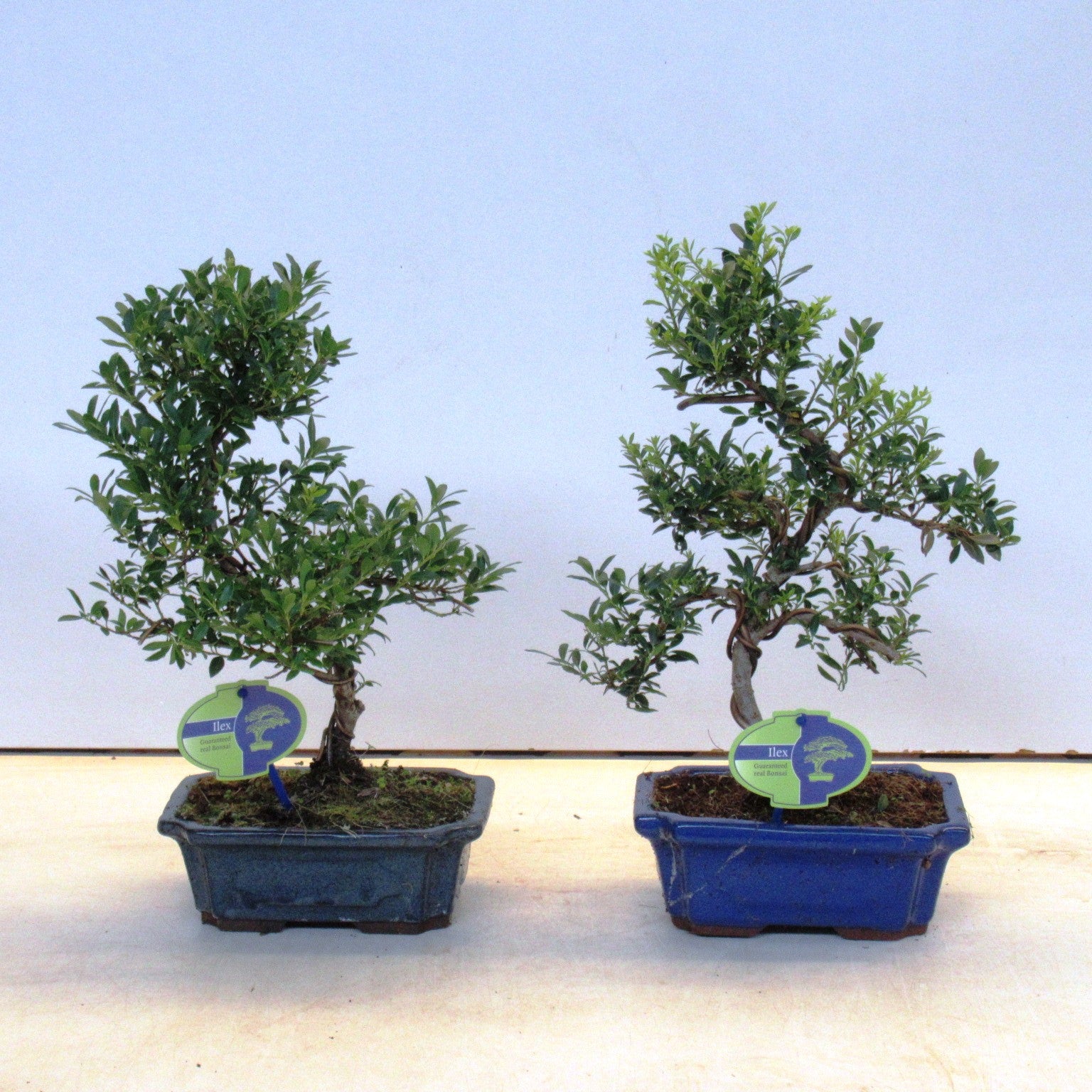 Ilex crenata 35cm 19cm Pot